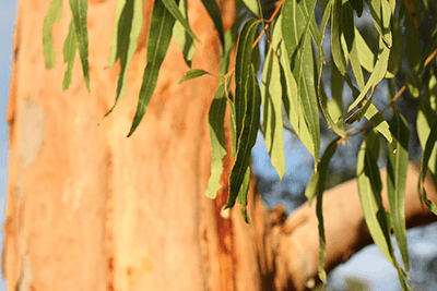 huile-essentielle-eucalyptus-citronne
